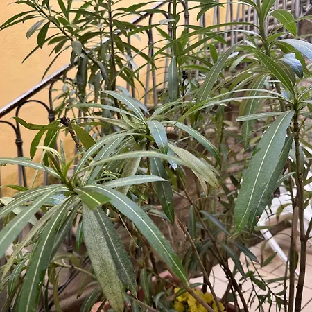 Angolo Segreto * ヴェネツィア